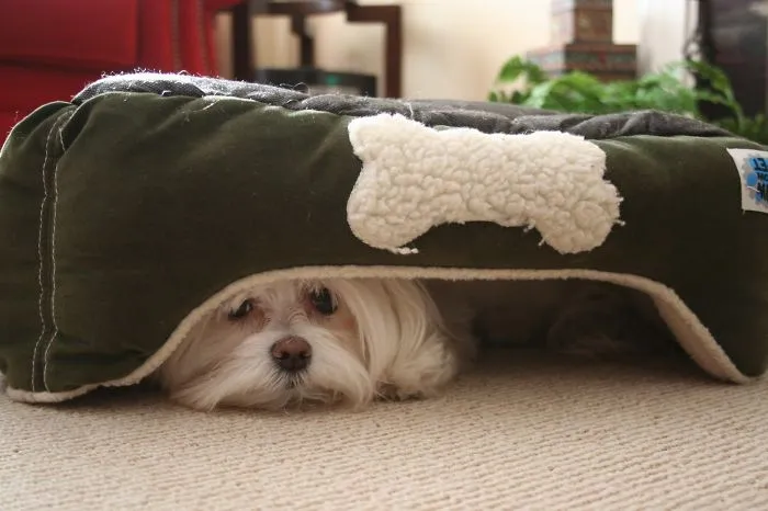 159 Dogs Who Suck At Hide-And-Seek