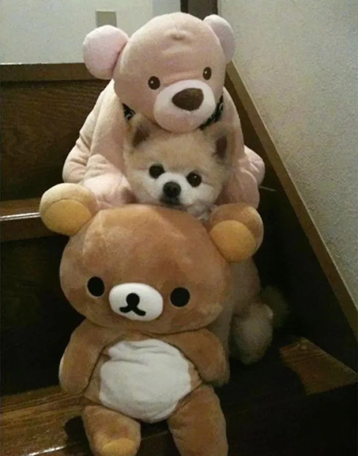159 Dogs Who Suck At Hide-And-Seek