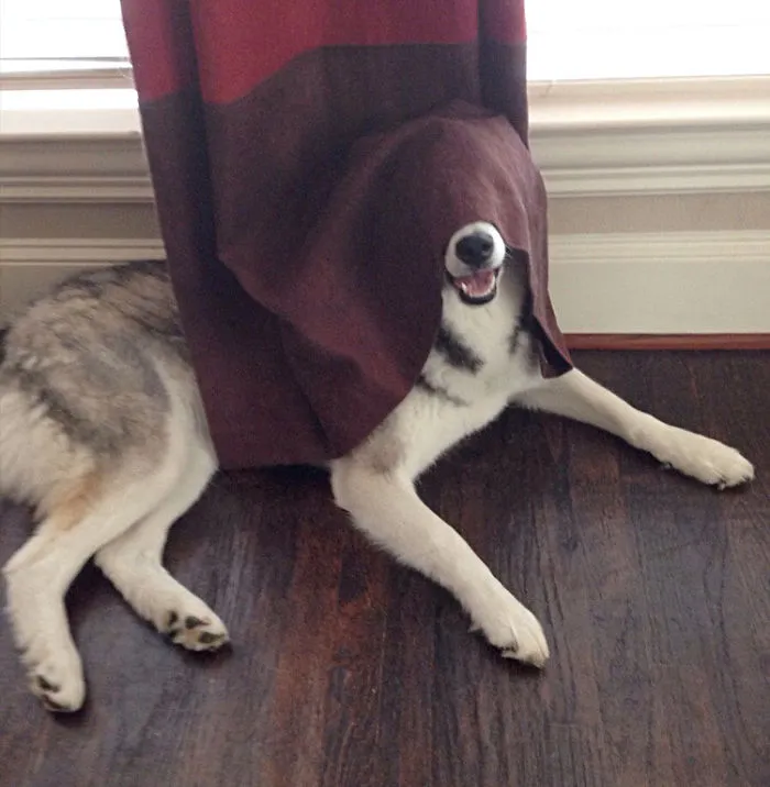 159 Dogs Who Suck At Hide-And-Seek