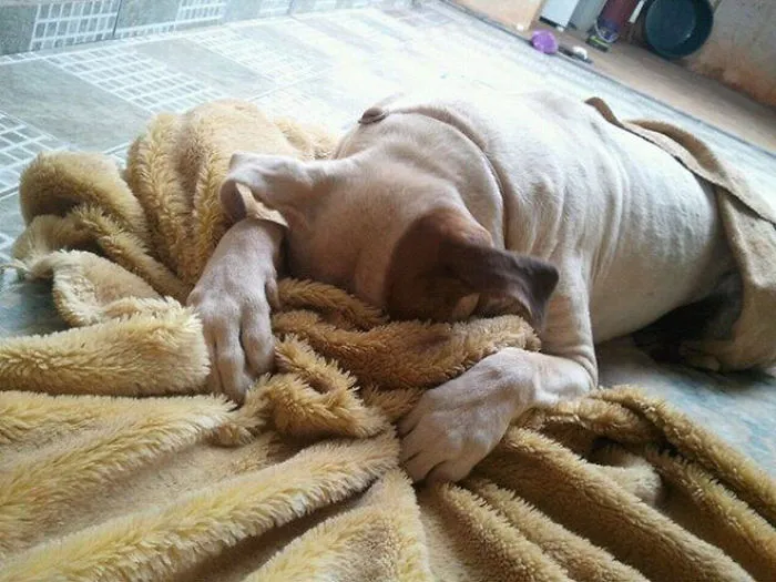 159 Dogs Who Suck At Hide-And-Seek