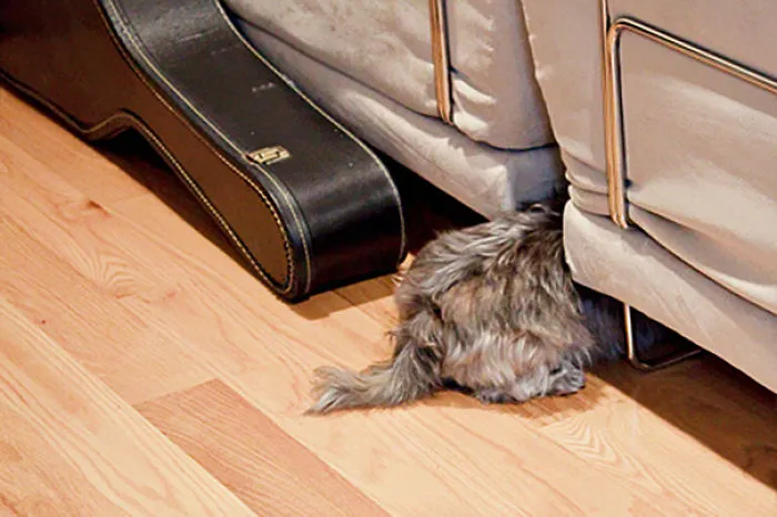 159 Dogs Who Suck At Hide-And-Seek