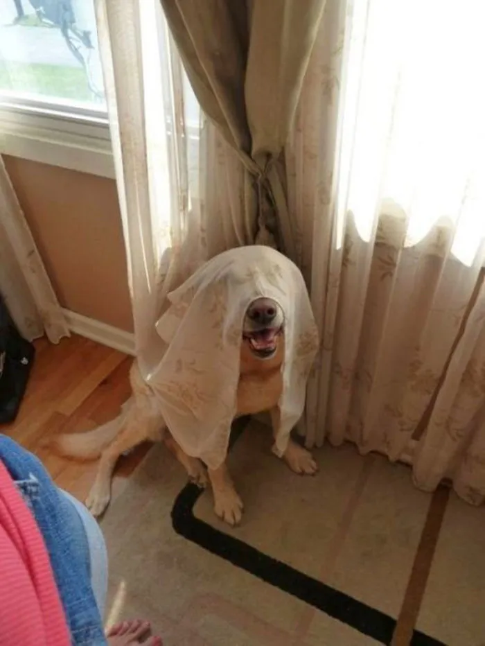 159 Dogs Who Suck At Hide-And-Seek