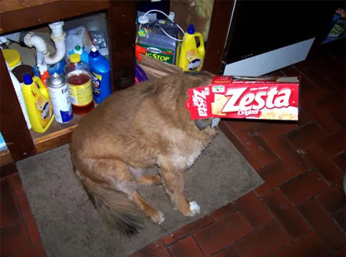 159 Dogs Who Suck At Hide-And-Seek
