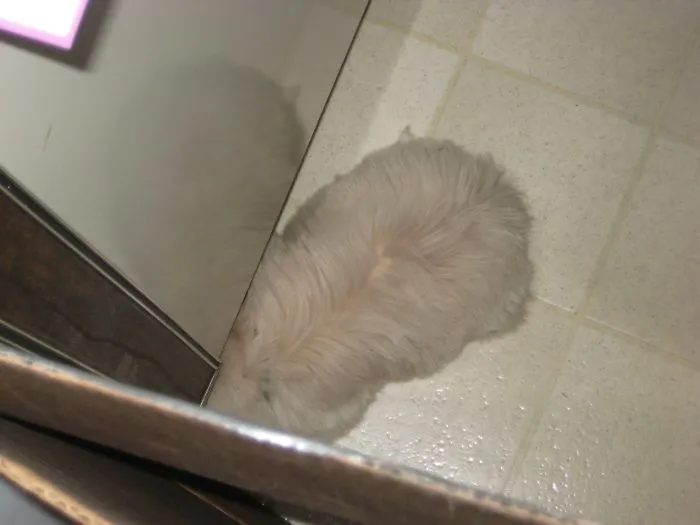 159 Dogs Who Suck At Hide-And-Seek