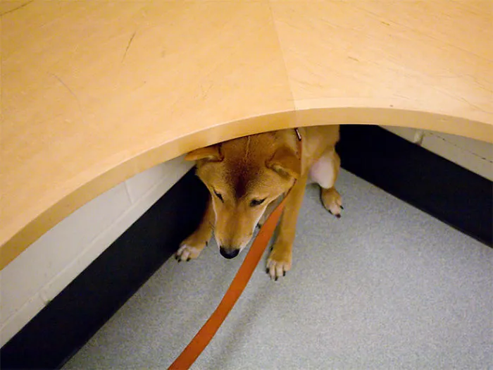 159 Dogs Who Suck At Hide-And-Seek