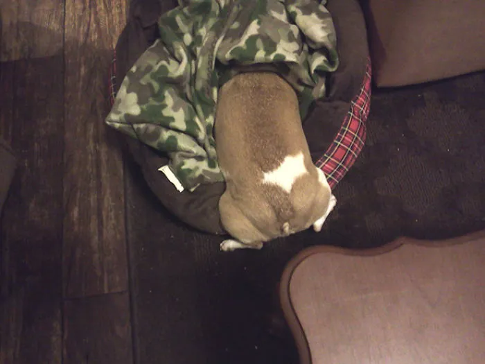 159 Dogs Who Suck At Hide-And-Seek