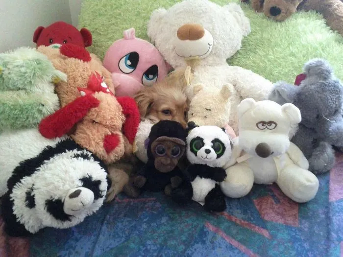 159 Dogs Who Suck At Hide-And-Seek