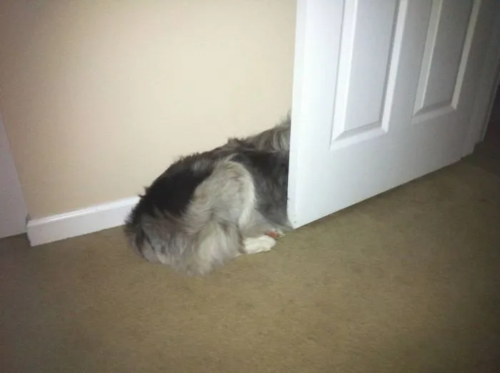 159 Dogs Who Suck At Hide-And-Seek