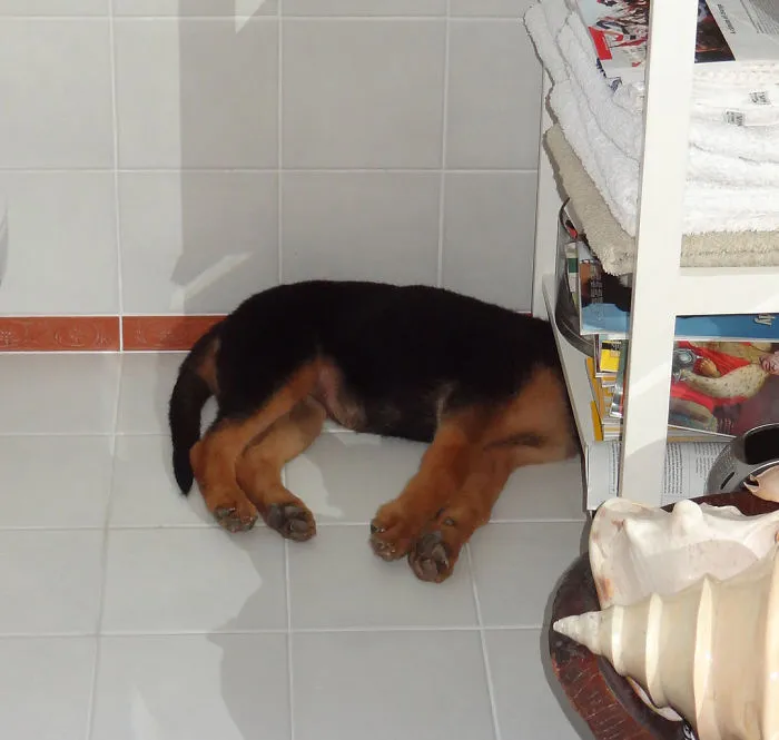 159 Dogs Who Suck At Hide-And-Seek