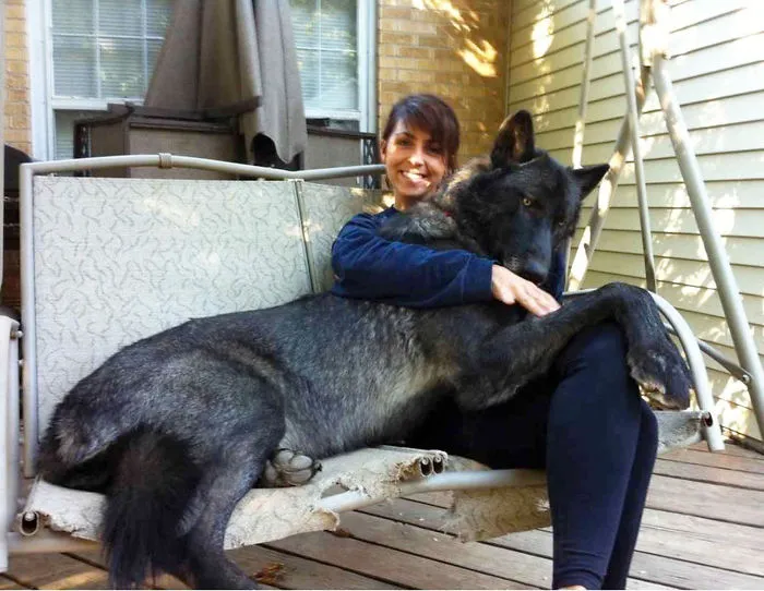 50 Dogs Who Don't Understand How BIG They Are