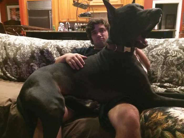 50 Dogs Who Don't Understand How BIG They Are