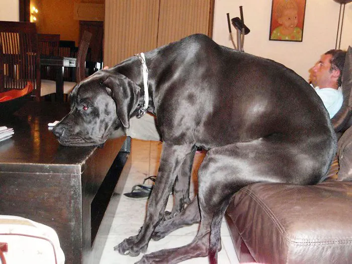 50 Dogs Who Don't Understand How BIG They Are