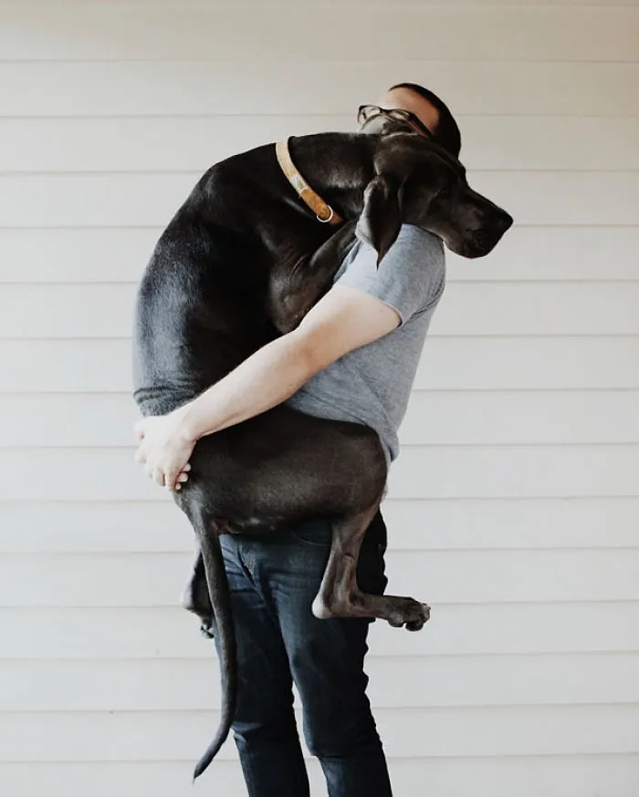 50 Dogs Who Don't Understand How BIG They Are