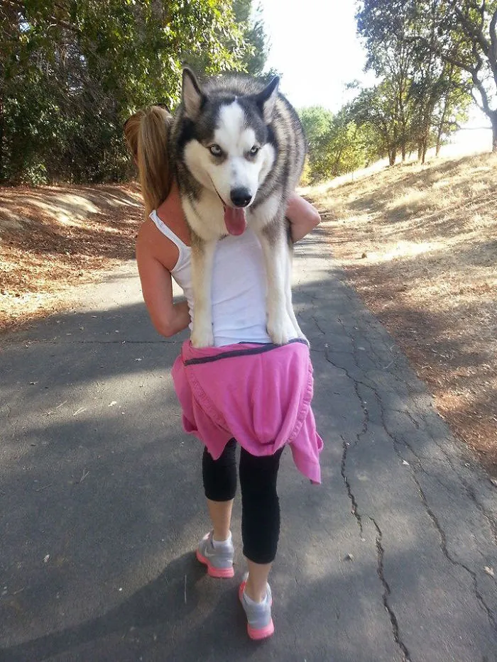 50 Dogs Who Don't Understand How BIG They Are