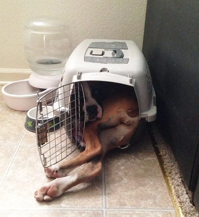 50 Dogs Who Don't Understand How BIG They Are