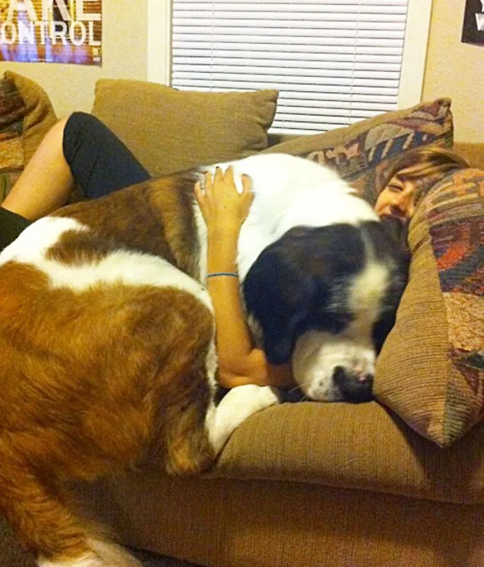 50 Dogs Who Don't Understand How BIG They Are