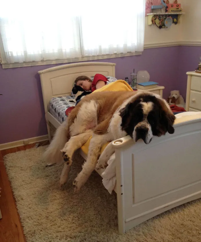 50 Dogs Who Don't Understand How BIG They Are