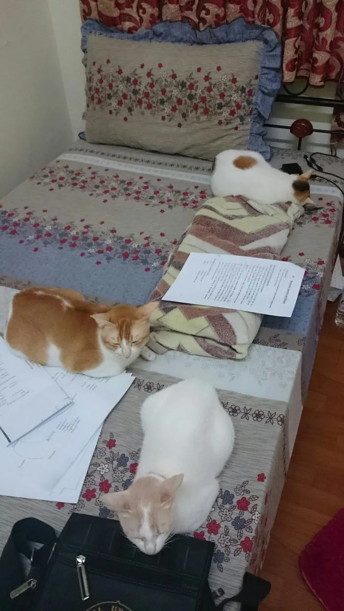 Their Bed