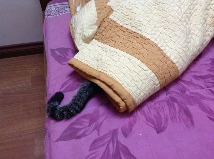 159 Dogs Who Suck At Hide-And-Seek
