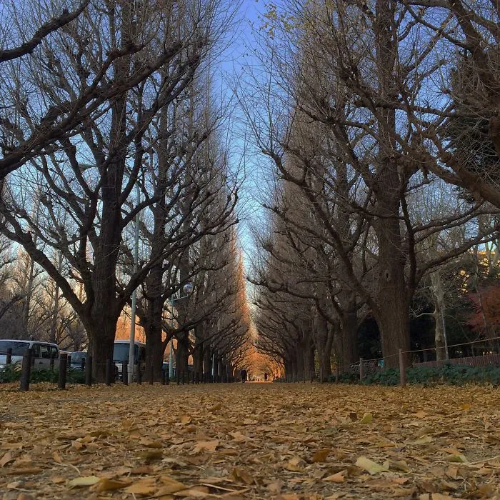 Meiji Jingu Gaien, Tokyo, Japan.