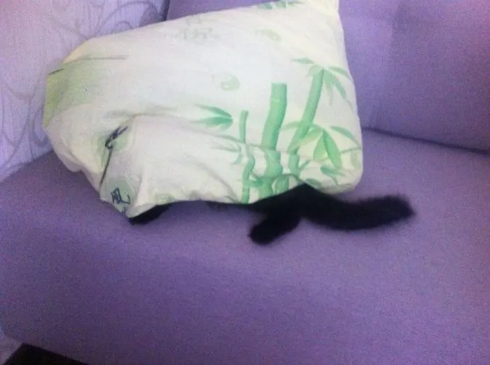 159 Dogs Who Suck At Hide-And-Seek