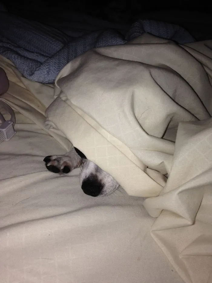 159 Dogs Who Suck At Hide-And-Seek