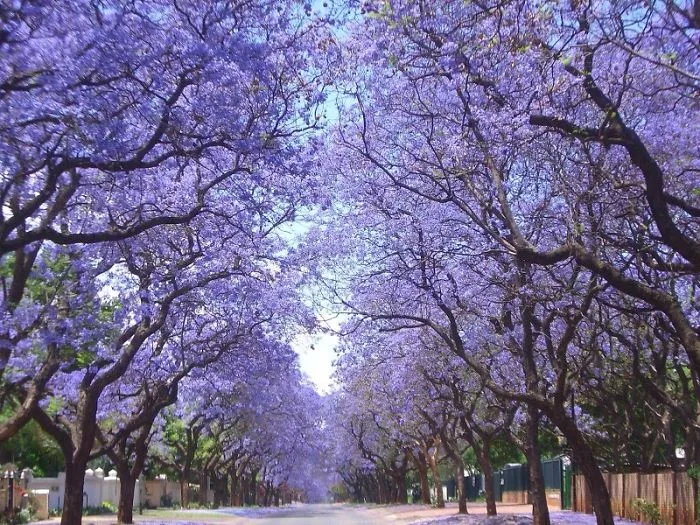 Surburbs, Bulawayo, Zimbabwe