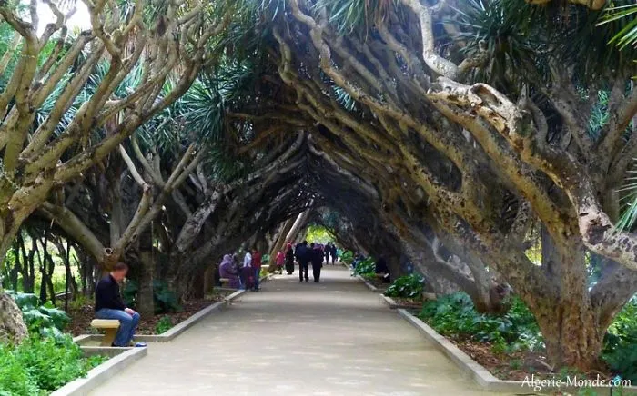 Algiers Jardin D'essai Street