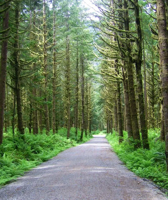Spur Road 4 Seymour Demonstration Forest, Brish Columbia