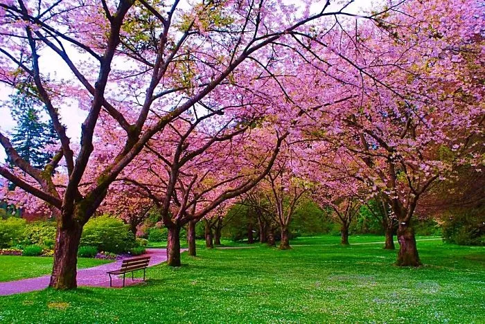 Apple Blossom Path In Vancouver, B.c. Canada
