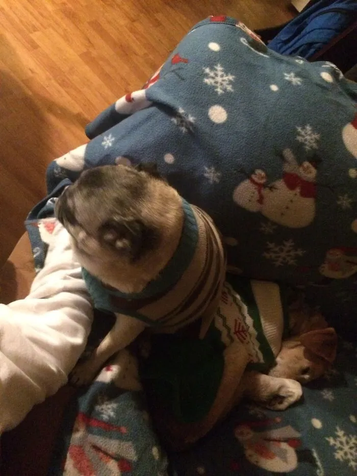 159 Dogs Who Suck At Hide-And-Seek