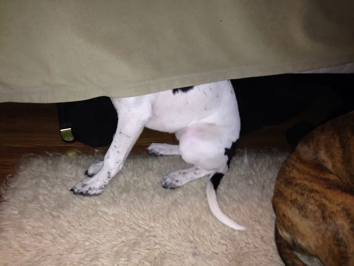 159 Dogs Who Suck At Hide-And-Seek