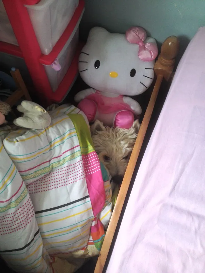 159 Dogs Who Suck At Hide-And-Seek