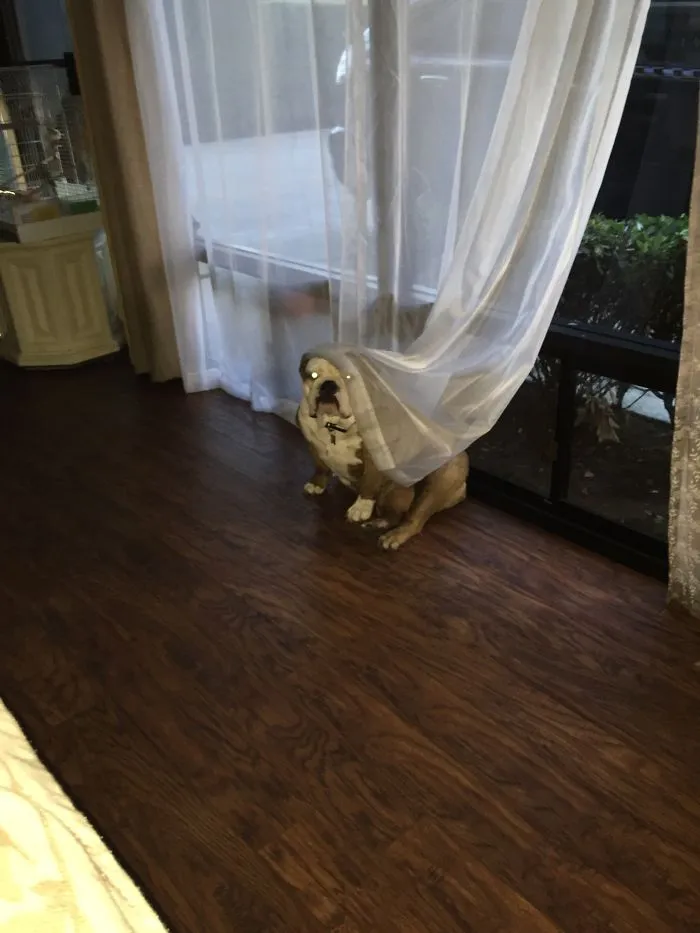 159 Dogs Who Suck At Hide-And-Seek