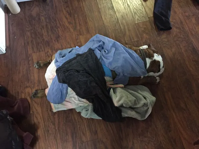159 Dogs Who Suck At Hide-And-Seek