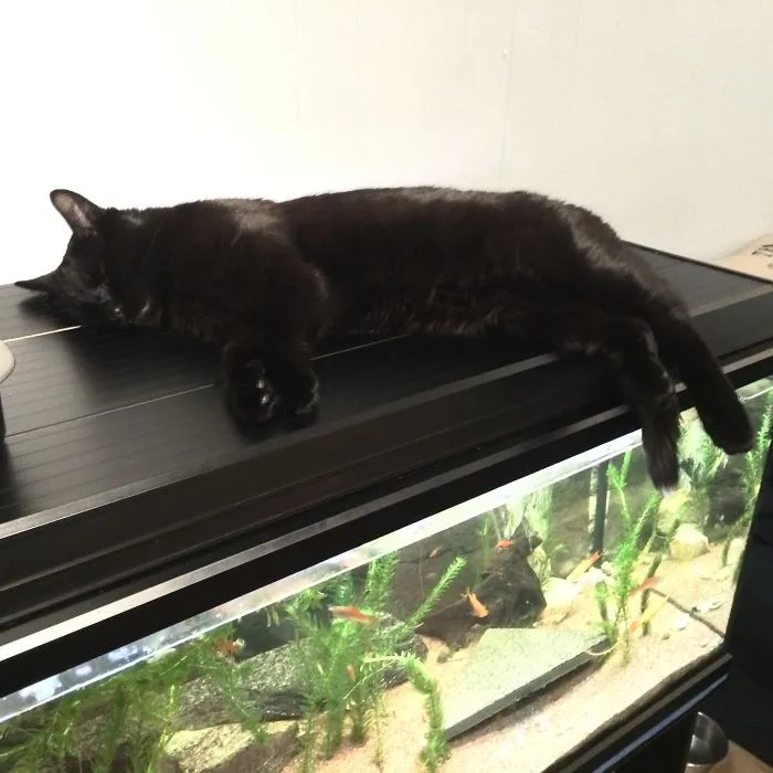 Aquarium = Bed "sleeping With Fishes"