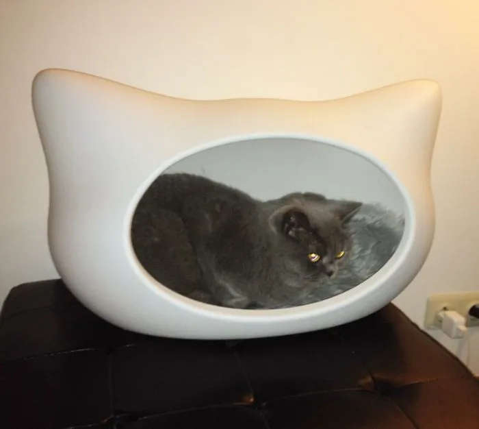 Catception