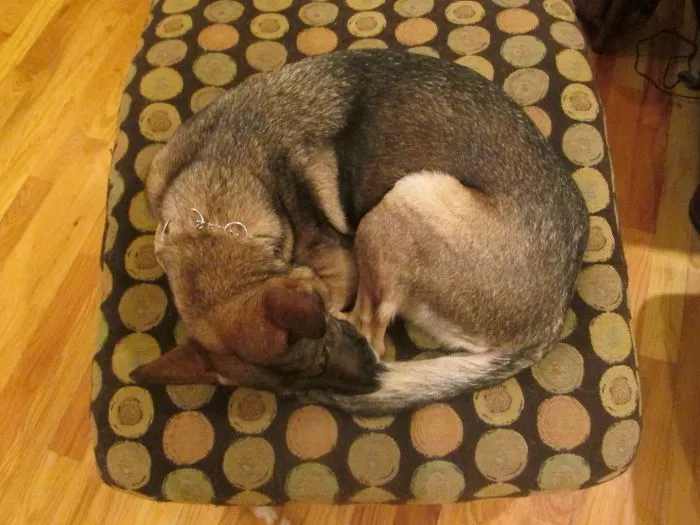 159 Dogs Who Suck At Hide-And-Seek