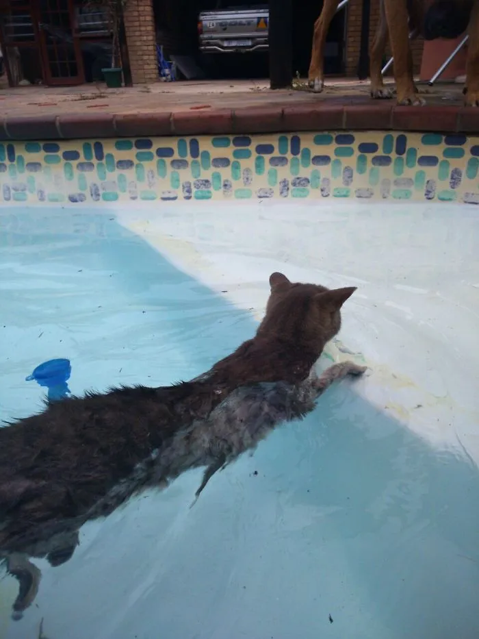 73 Crazy Cats That Actually Love Water