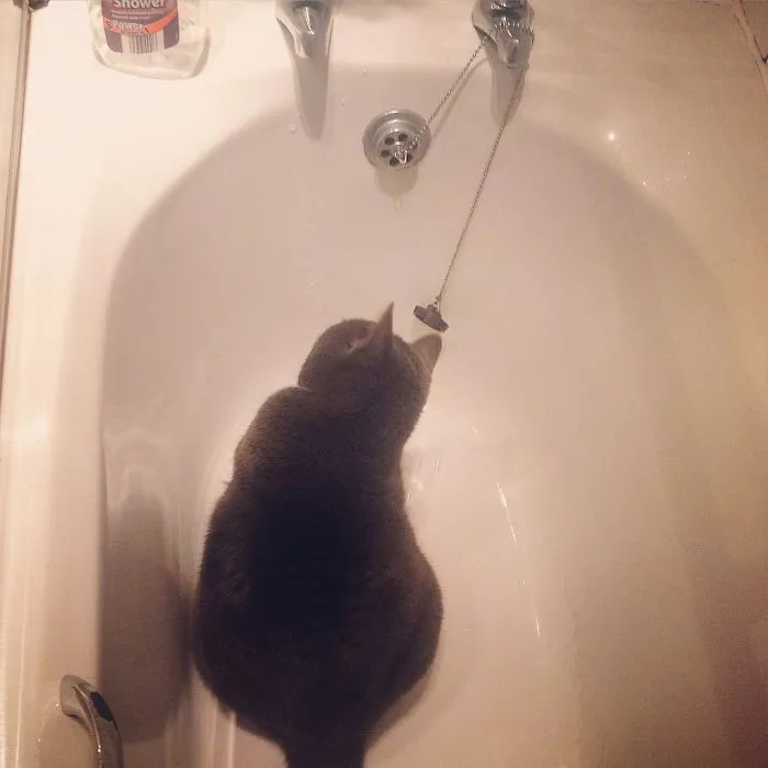 73 Crazy Cats That Actually Love Water