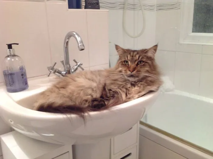 73 Crazy Cats That Actually Love Water