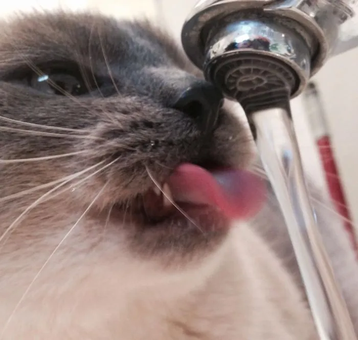 73 Crazy Cats That Actually Love Water