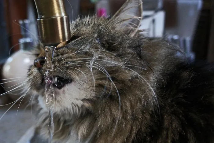73 Crazy Cats That Actually Love Water
