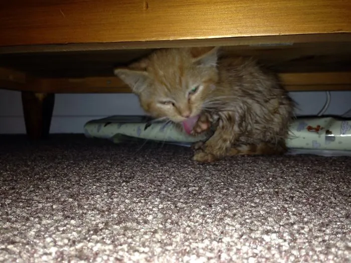 73 Crazy Cats That Actually Love Water