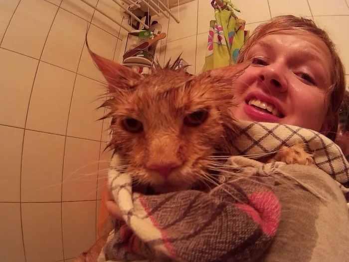 73 Crazy Cats That Actually Love Water