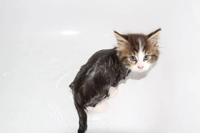 73 Crazy Cats That Actually Love Water