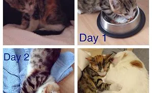 50 Before & After Pics Show The Difference A Day Of Adoption Can Make To A Shelter Pet