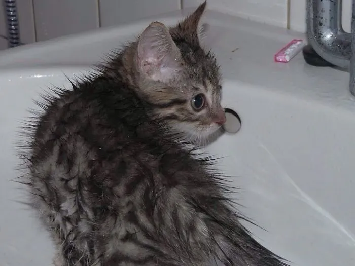 73 Crazy Cats That Actually Love Water