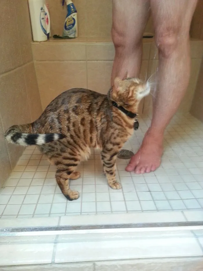 73 Crazy Cats That Actually Love Water