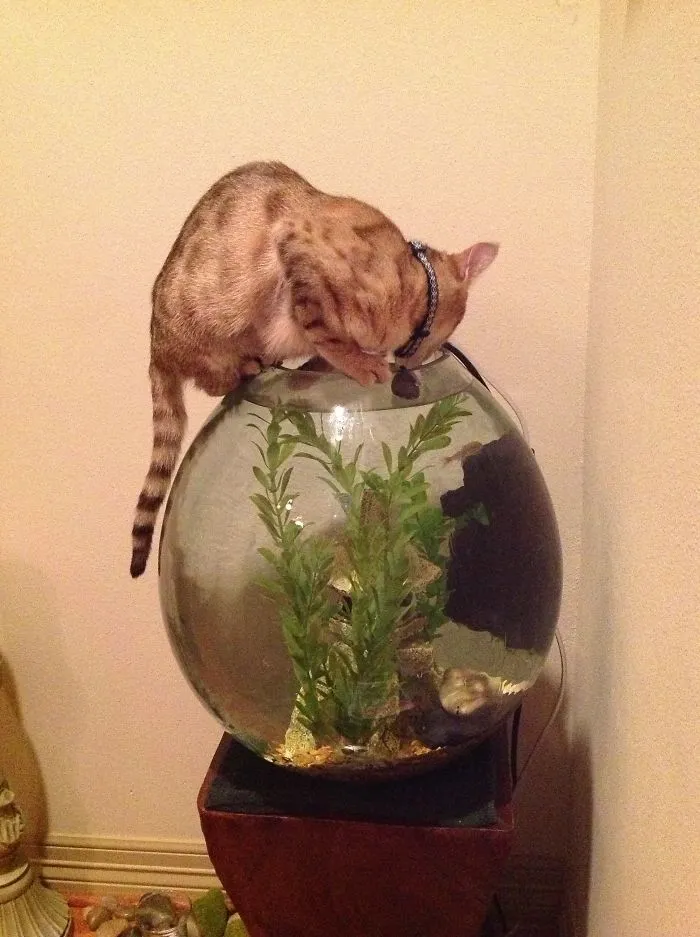 73 Crazy Cats That Actually Love Water